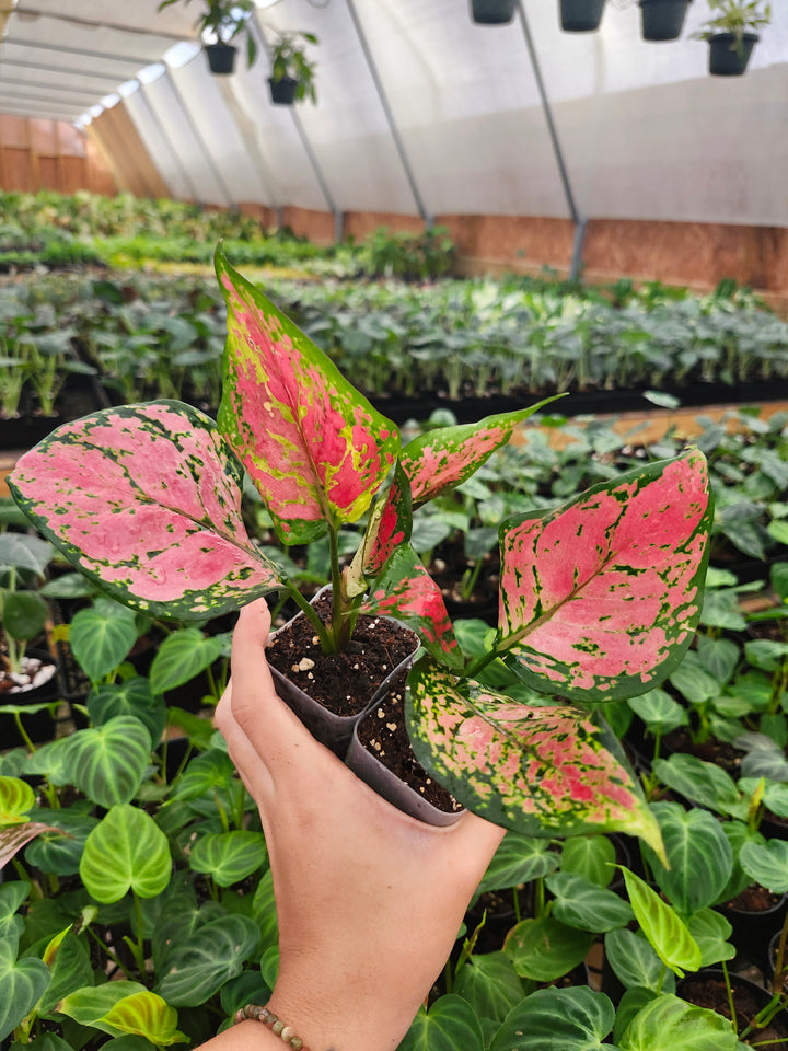 Aglaonema Lady Valentine