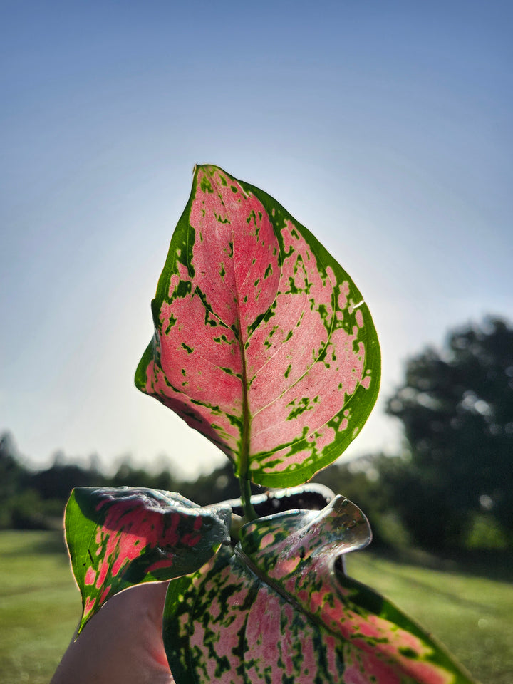 Aglaonema Lady Valentine