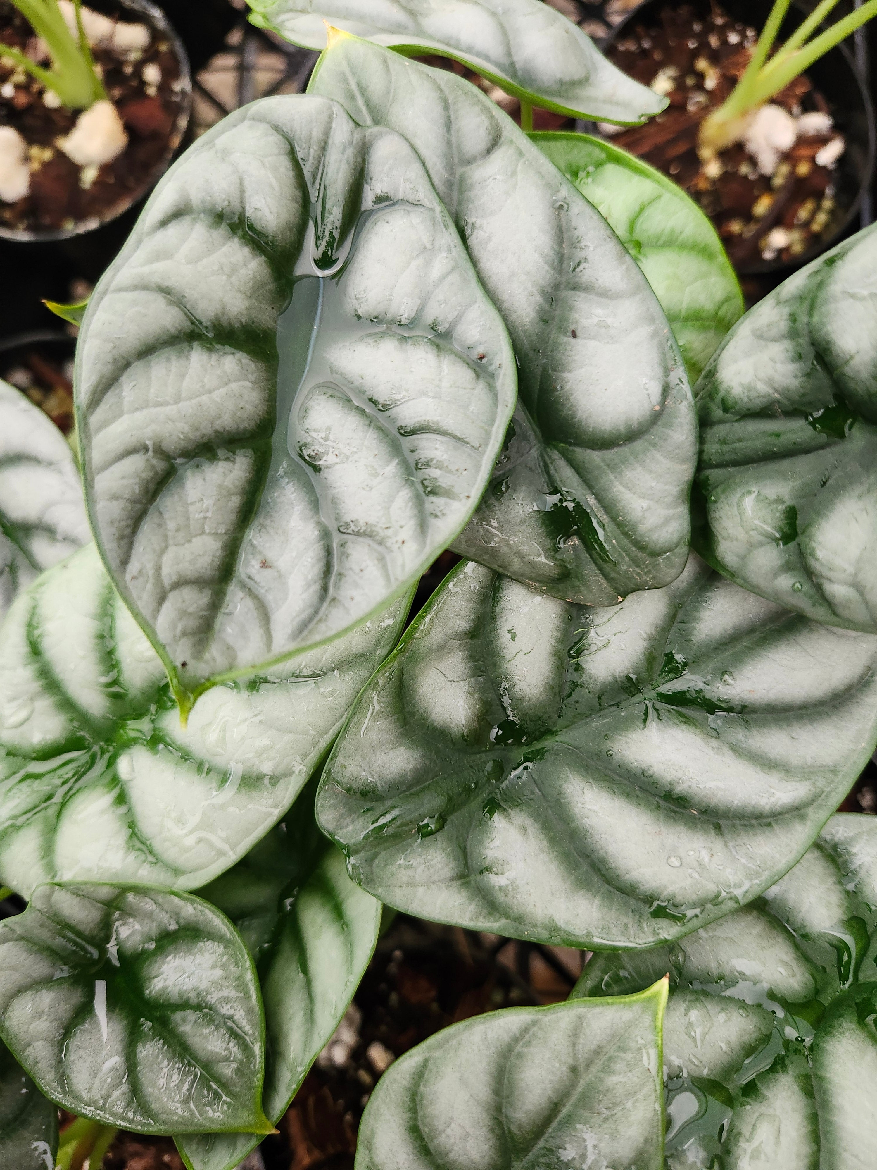Orange Lake Nursery Alocasia Silver Dragon