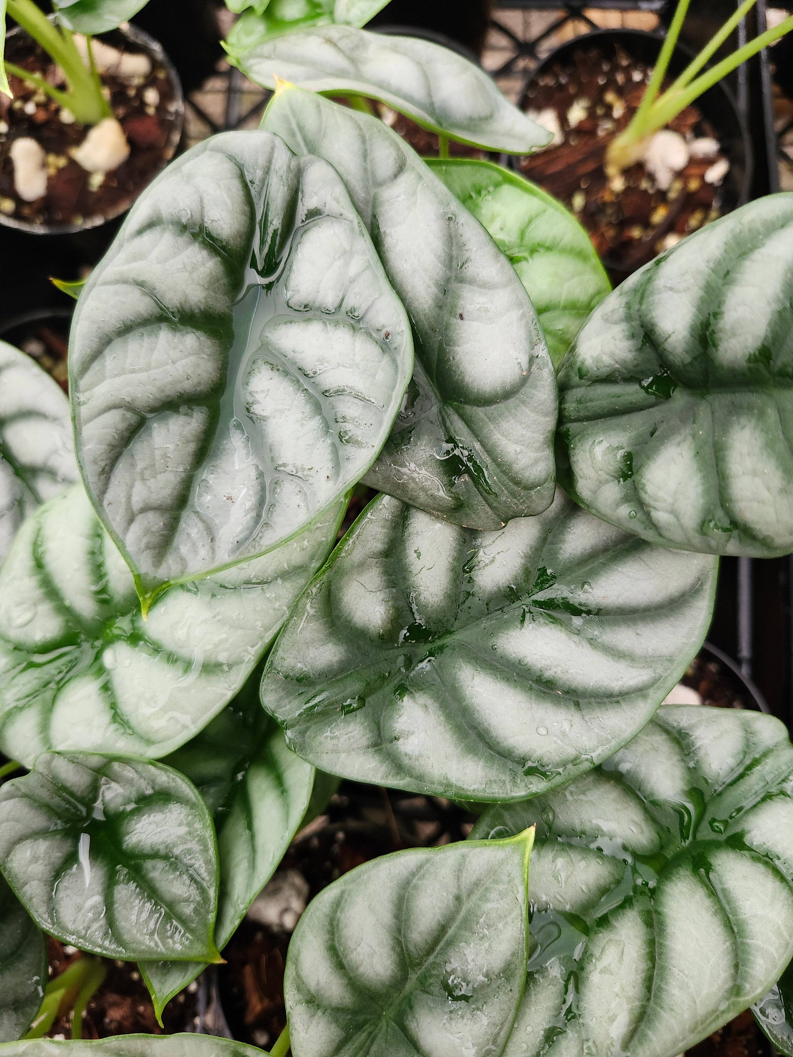Orange Lake Nursery Alocasia Silver Dragon