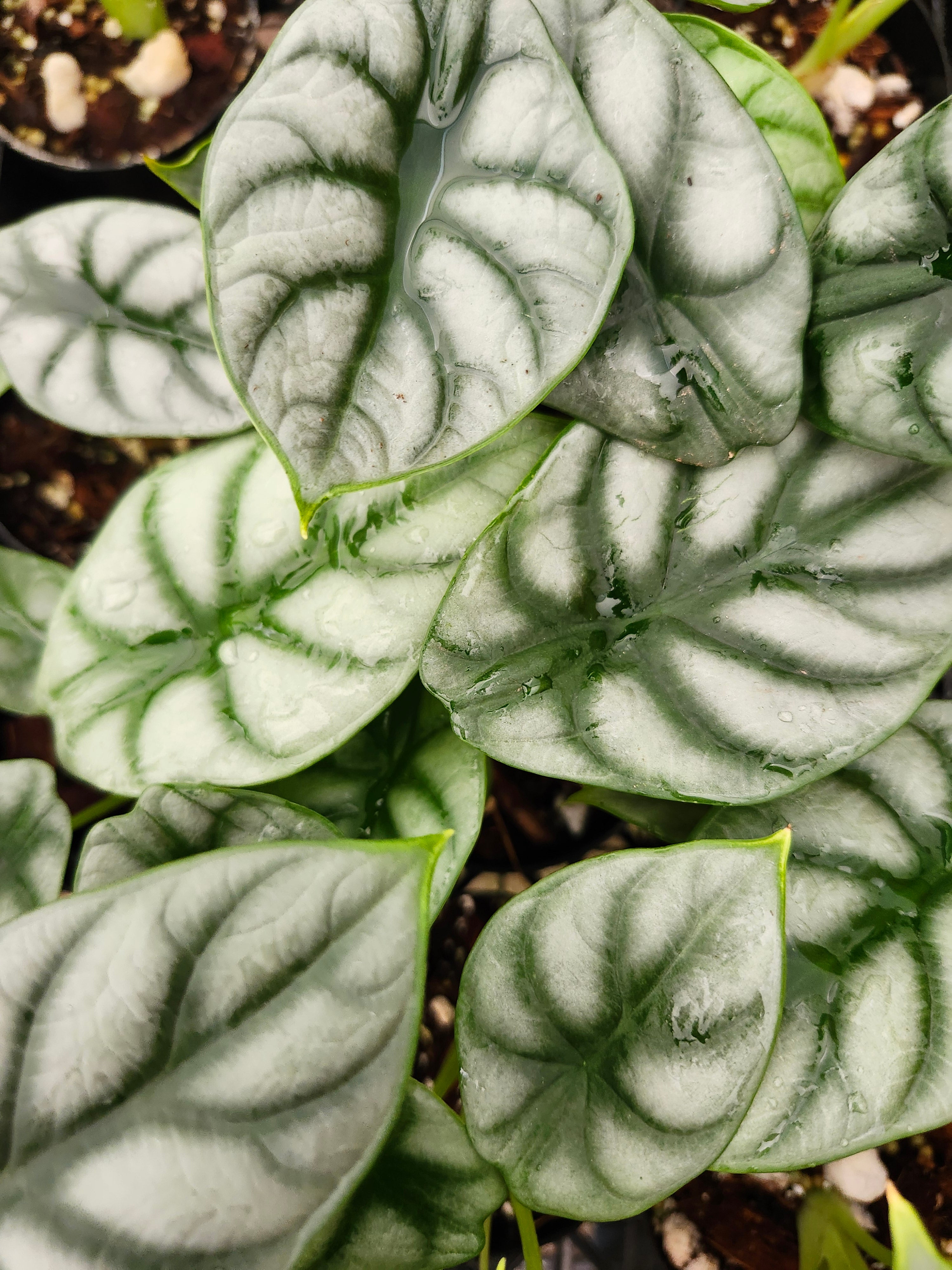 Orange Lake Nursery Alocasia Silver Dragon - Thumbnail 4