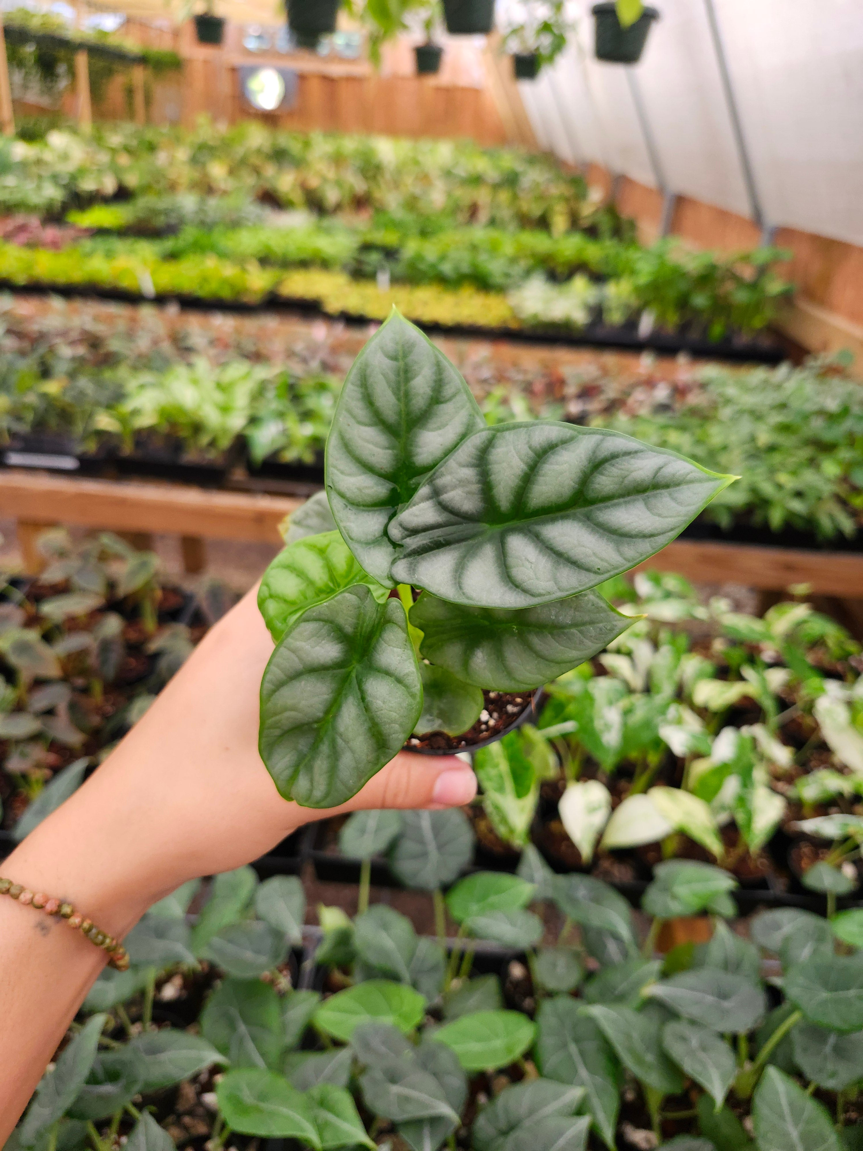 Orange Lake Nursery Alocasia Silver Dragon - Thumbnail 5