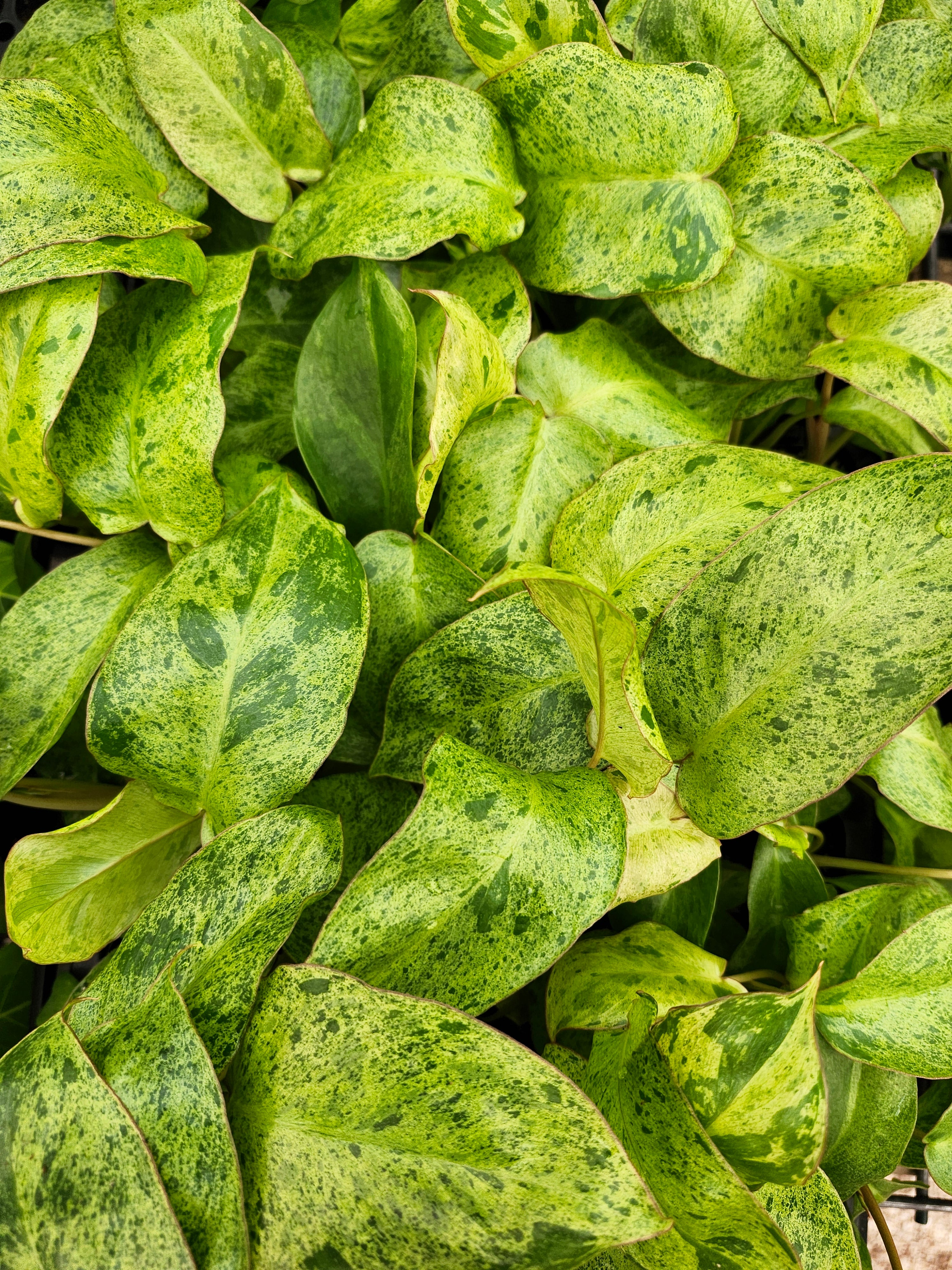 Orange Lake Nursery Philodendron Paraiso Verde - Thumbnail 3