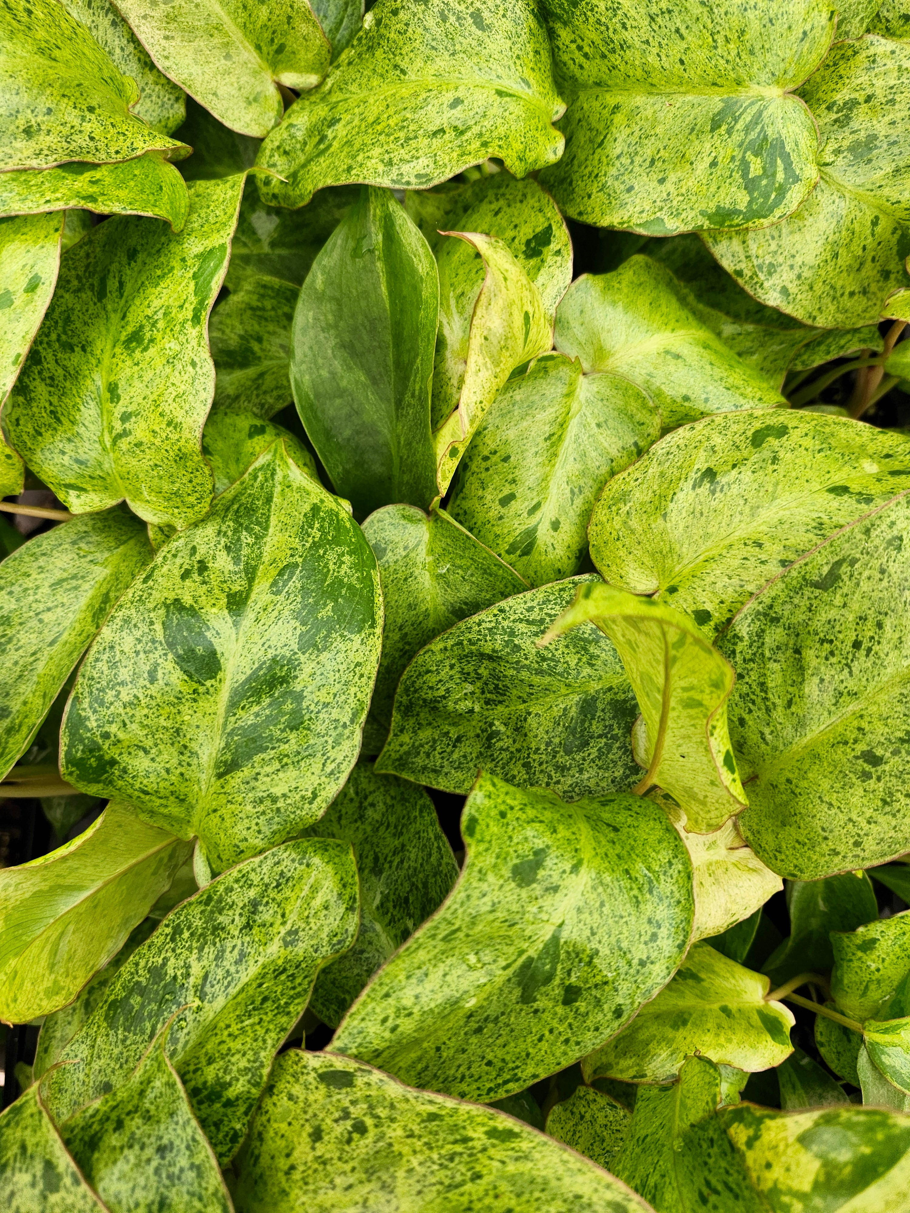Orange Lake Nursery Philodendron Paraiso Verde - Thumbnail 2