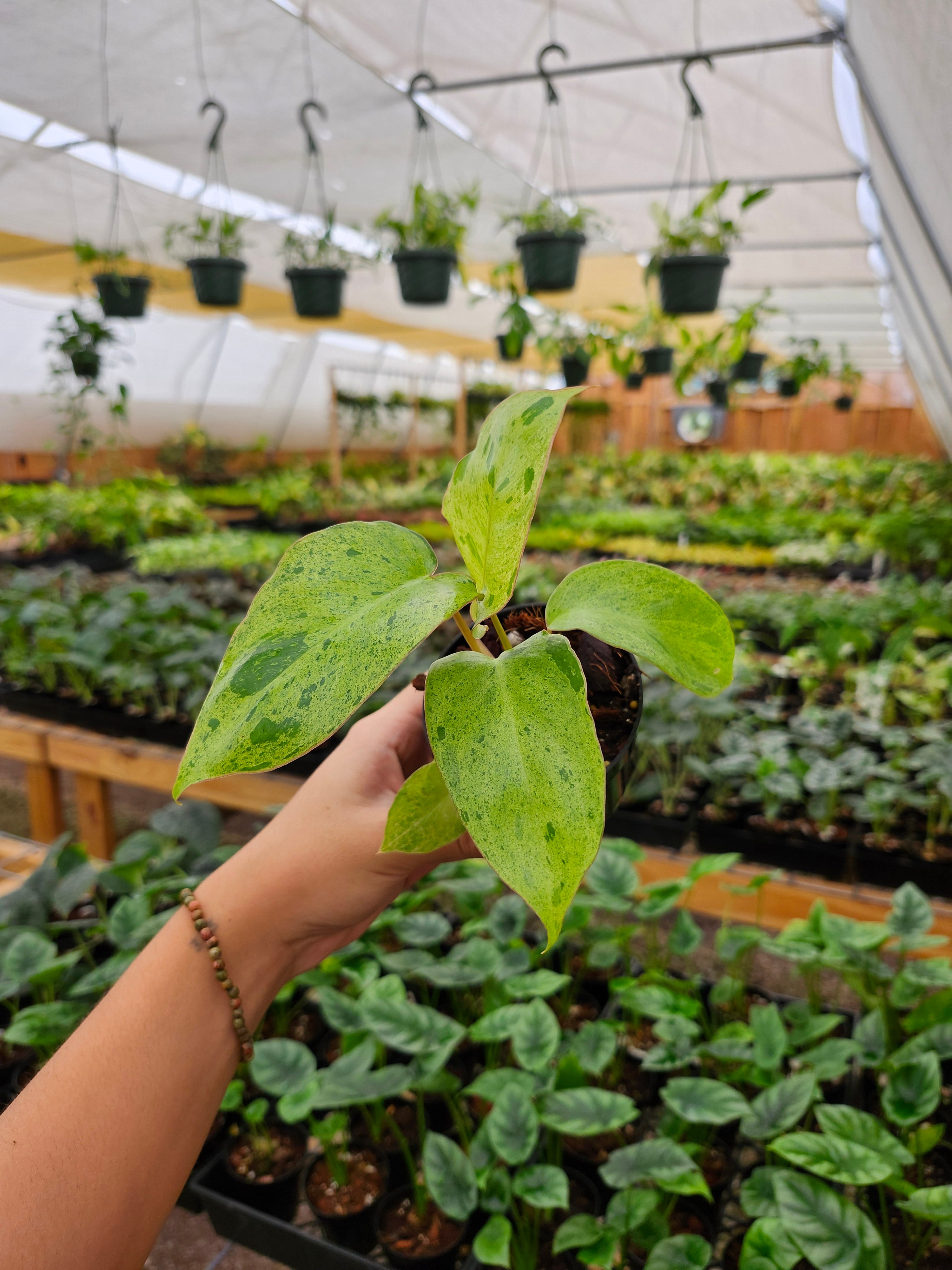 Orange Lake Nursery Philodendron Paraiso Verde - Thumbnail 4