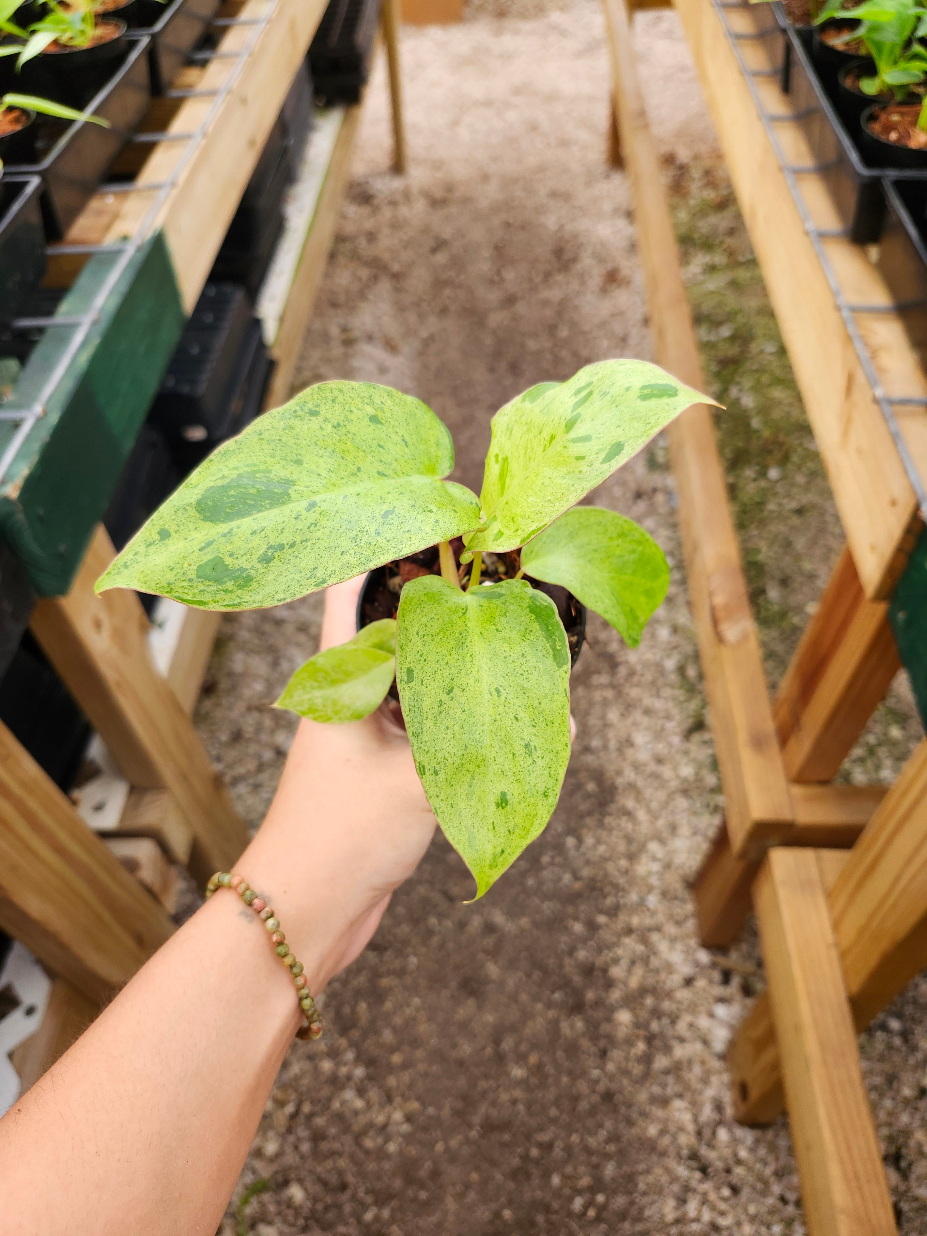 Orange Lake Nursery Philodendron Paraiso Verde - Thumbnail 5