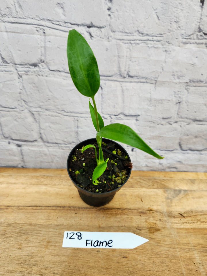 Monstera Burle Marx Flame (3in)-128
