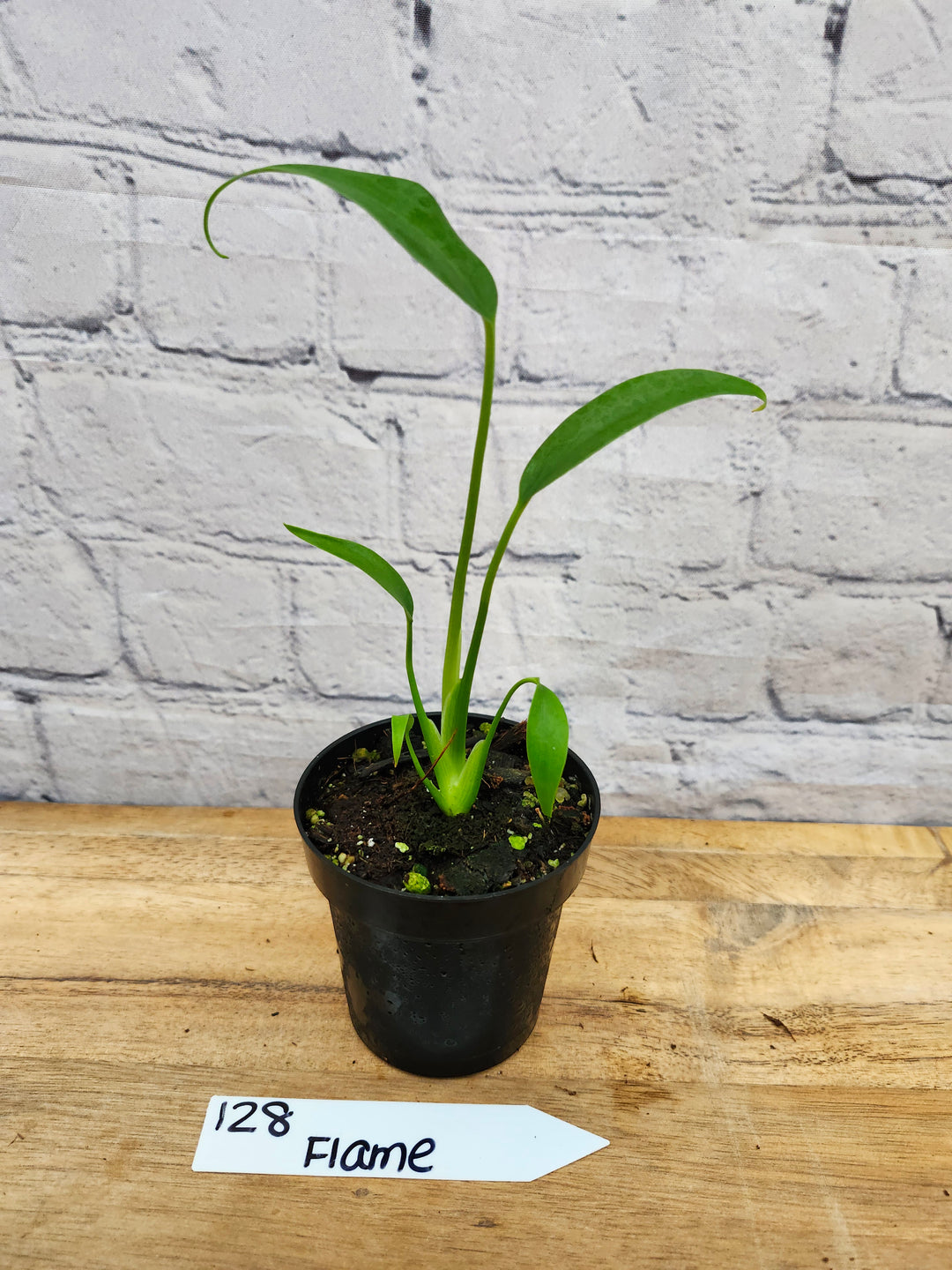 Monstera Burle Marx Flame (3in)-128