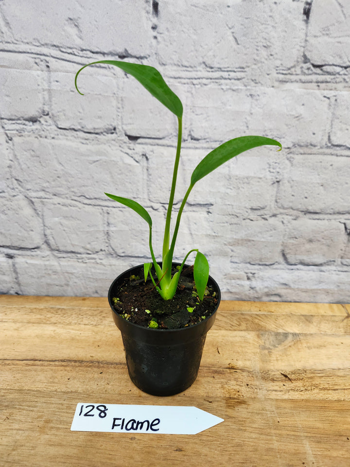 Monstera Burle Marx Flame (3in)-128