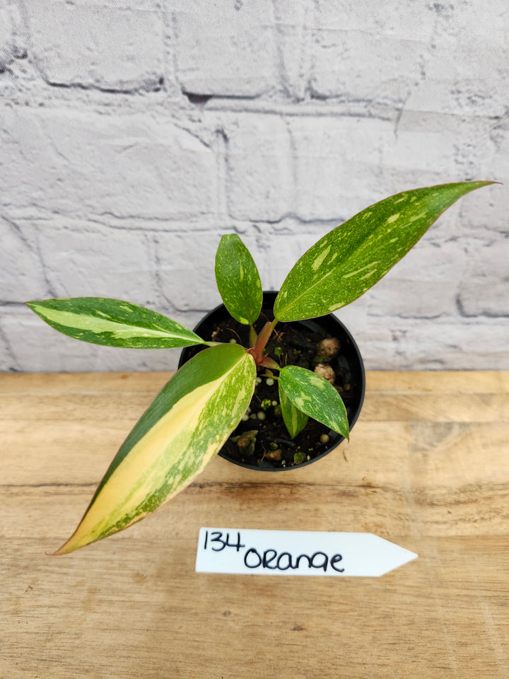 Philodendron Variegated Orange Princess (3in)-134