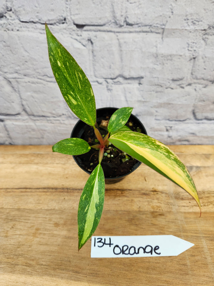 Philodendron Variegated Orange Princess (3in)-134