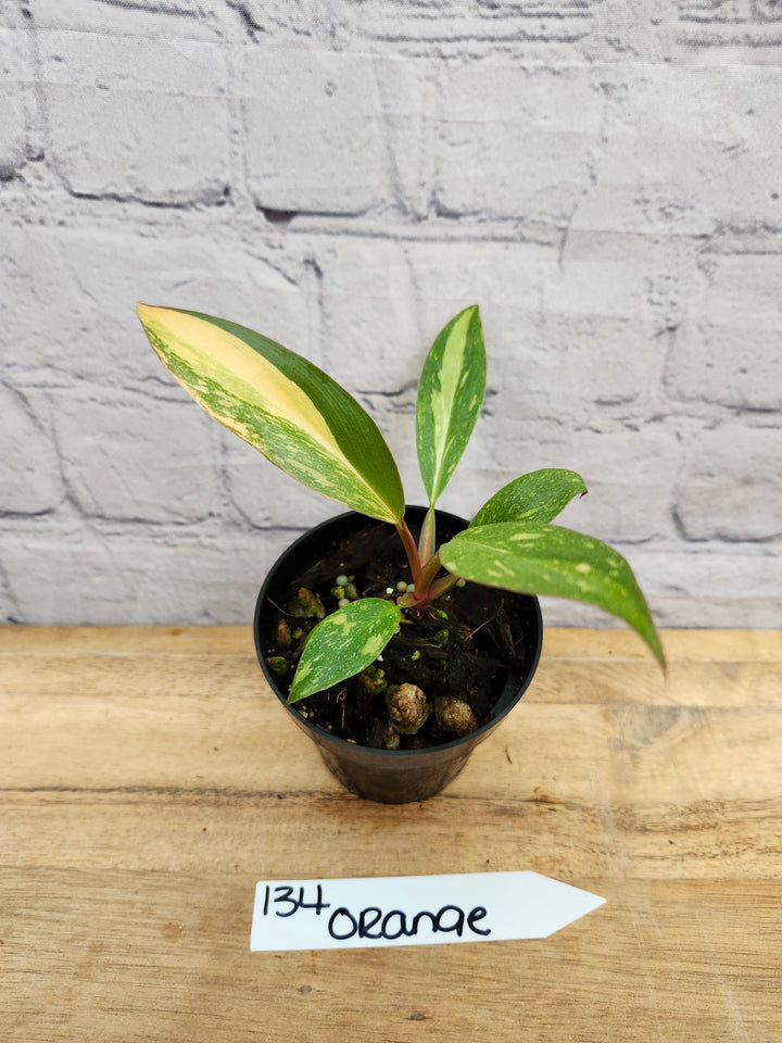 Philodendron Variegated Orange Princess (3in)-134