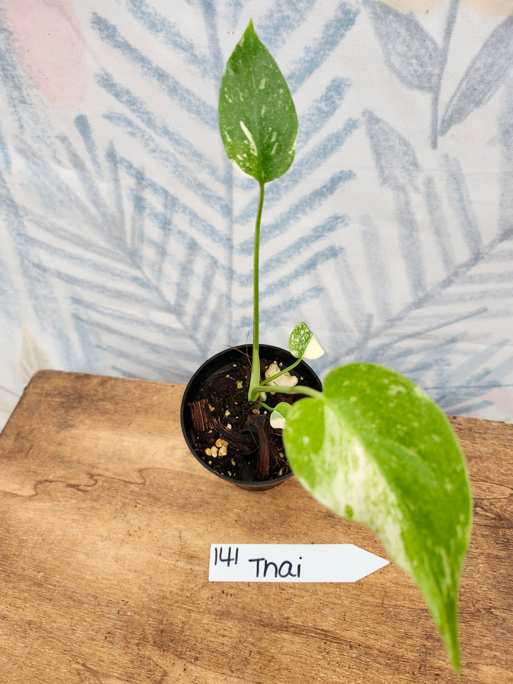 Monstera Thai Constellation (3in)-141