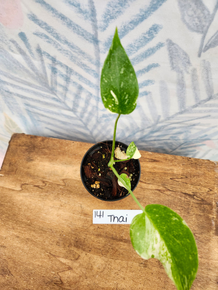 Monstera Thai Constellation (3in)-141