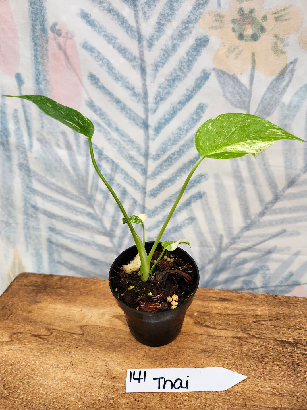 Monstera Thai Constellation (3in)-141