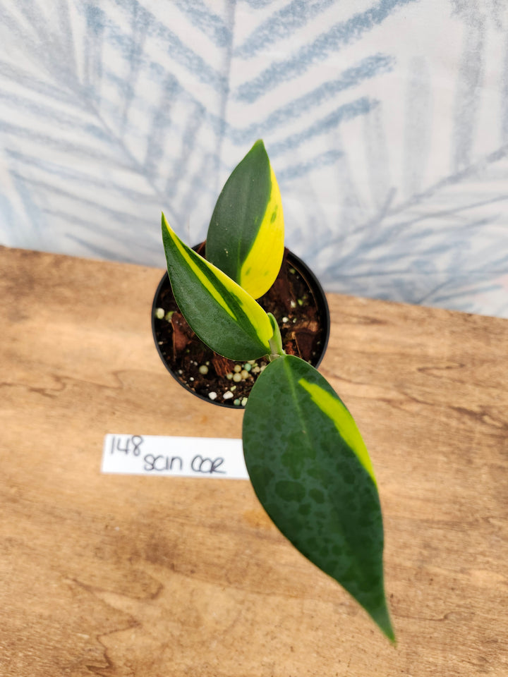 Scindapsus Coriaceus (3in)-148