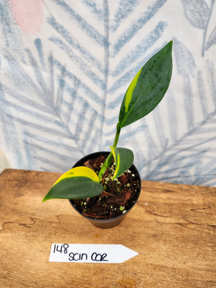 Scindapsus Coriaceus (3in)-148