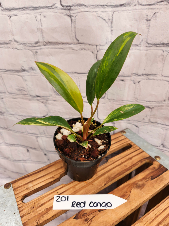 Philodendron Variegated Red Congo (3in)-201