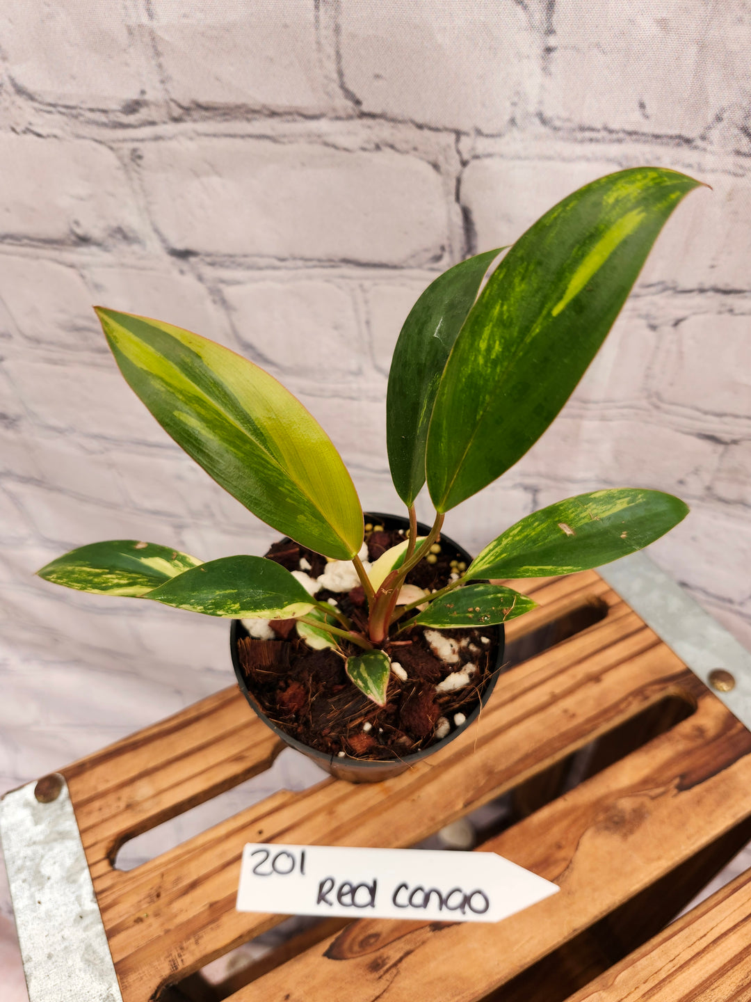 Philodendron Variegated Red Congo (3in)-201