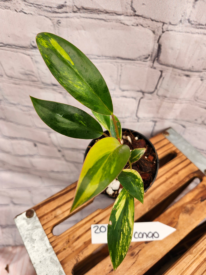 Philodendron Variegated Red Congo (3in)-201