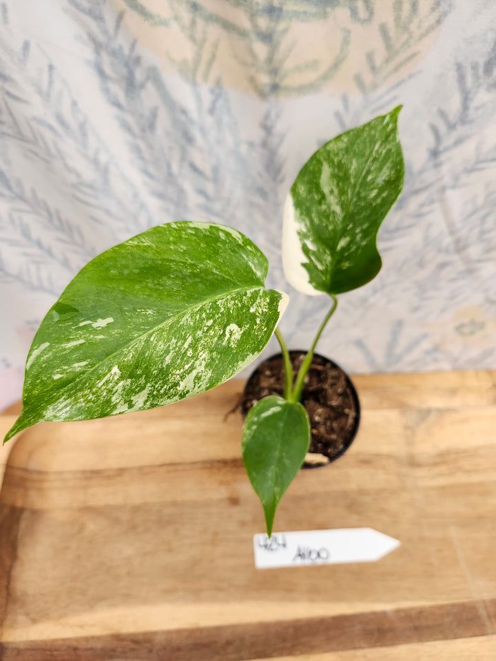 Monstera Albo (3in)-424