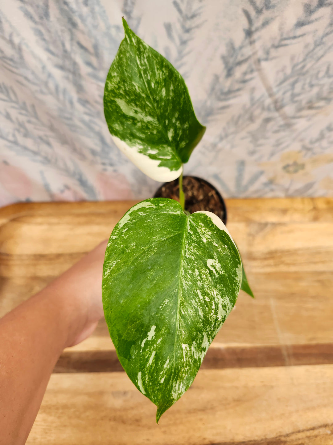 Monstera Albo (3in)-424