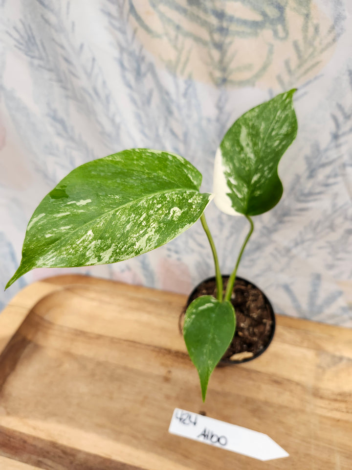 Monstera Albo (3in)-424