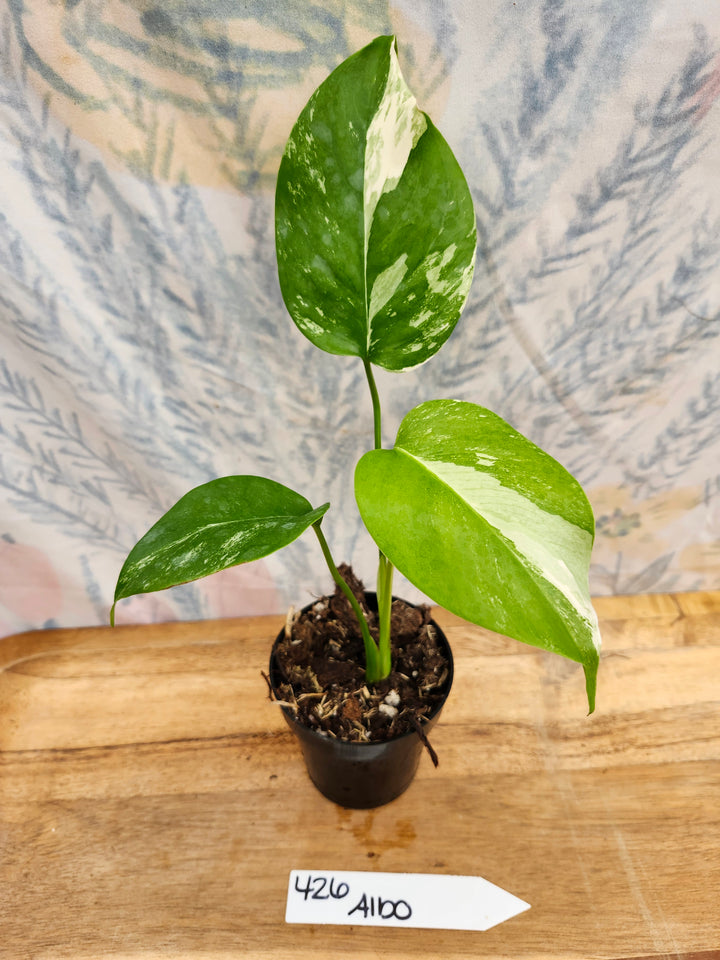 Monstera Albo (3in)-426