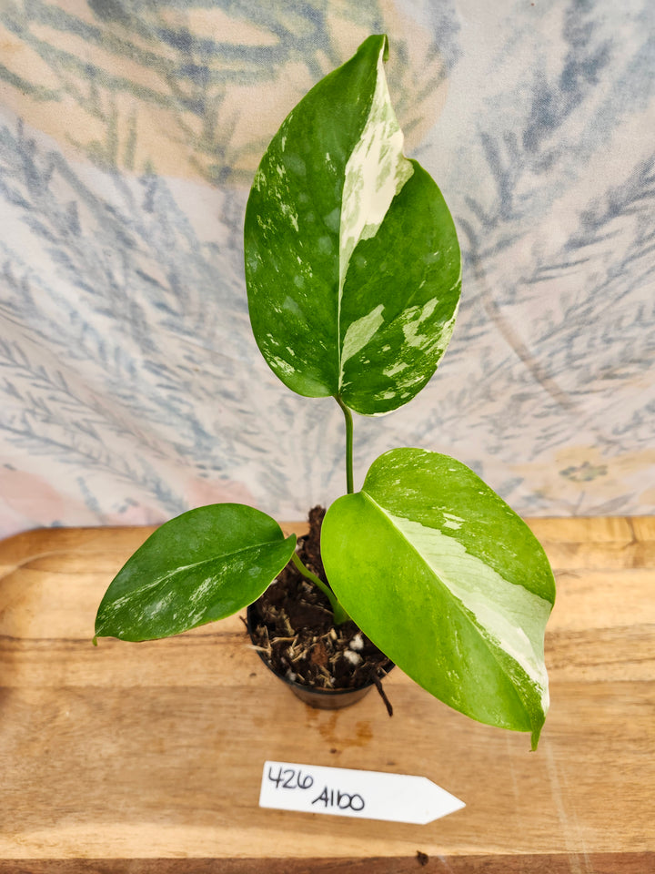 Monstera Albo (3in)-426