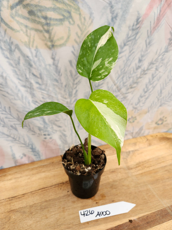 Monstera Albo (3in)-426