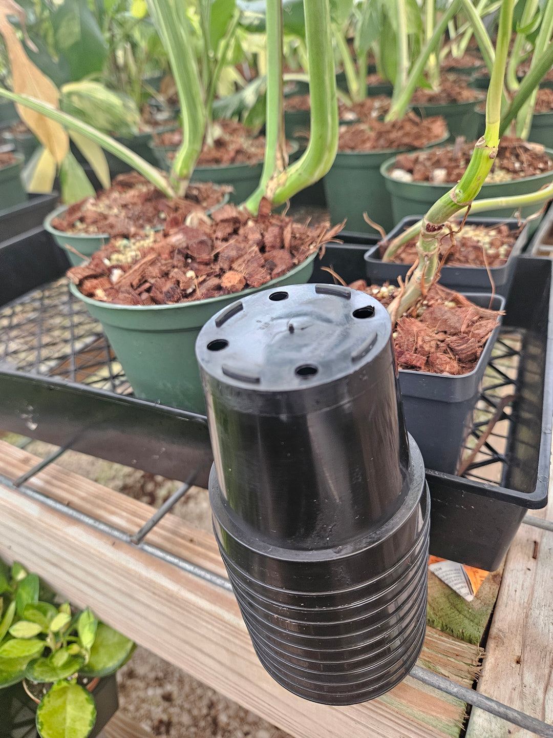 3 Inch Nursery Pots- 10 pots
