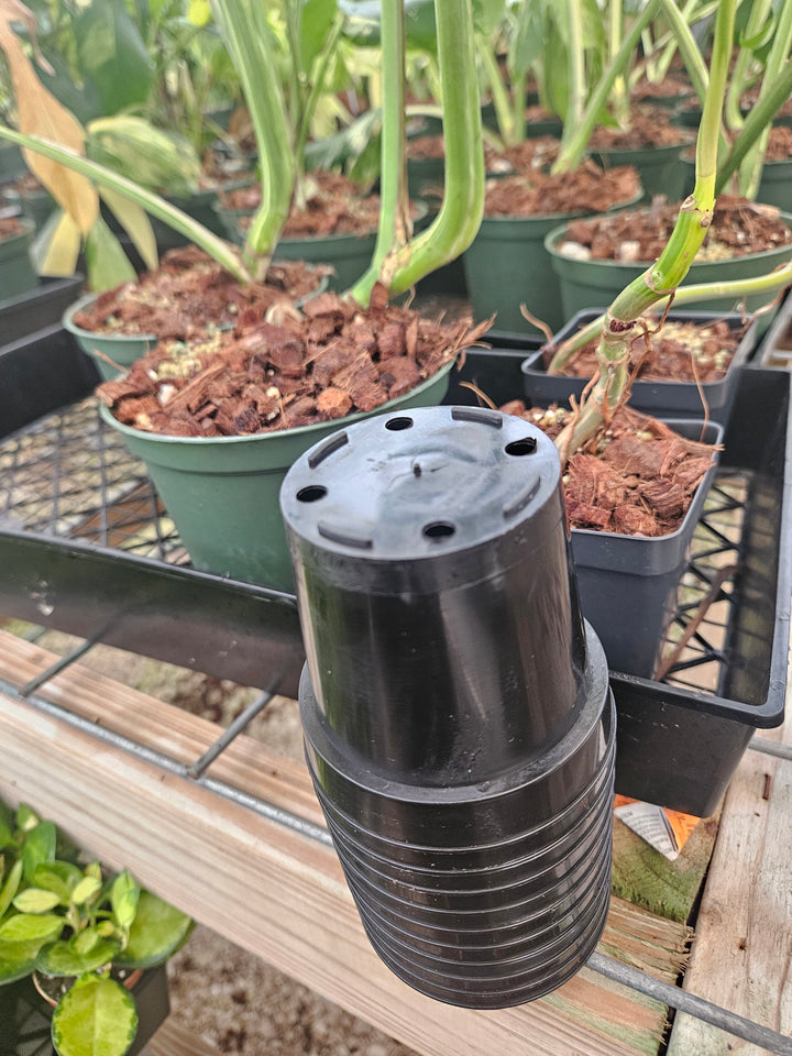 3 Inch Nursery Pots- 10 pots