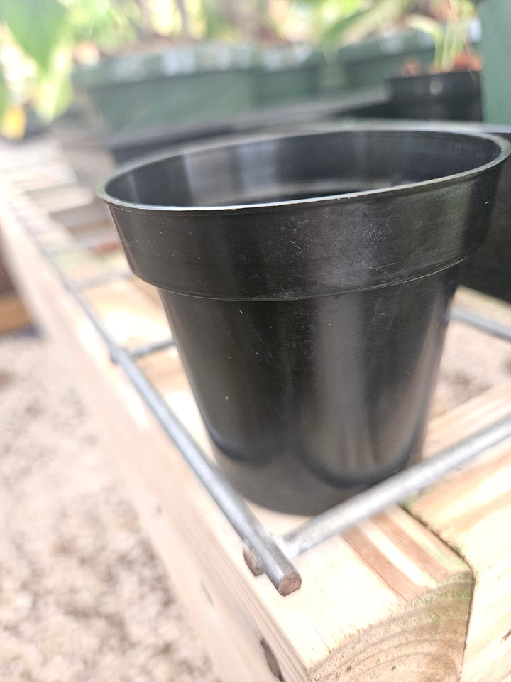 3 Inch Nursery Pots- 10 pots