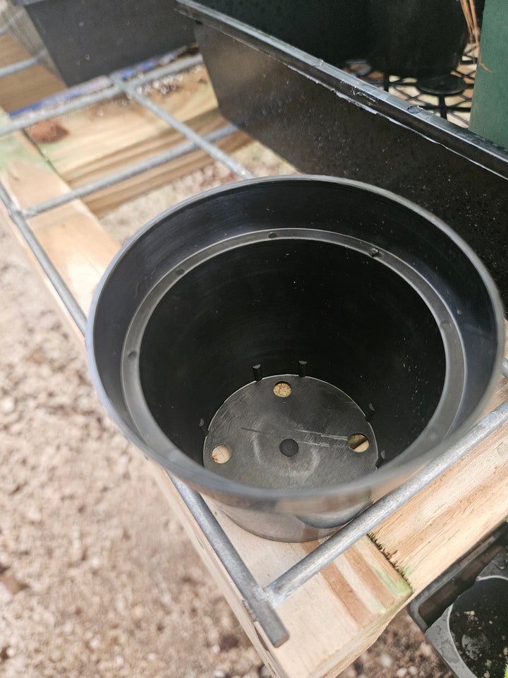 3 Inch Nursery Pots- 10 pots