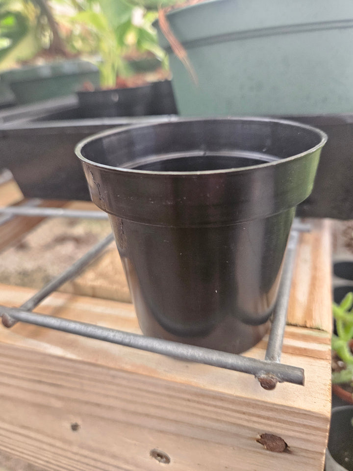 3 Inch Nursery Pots- 10 pots