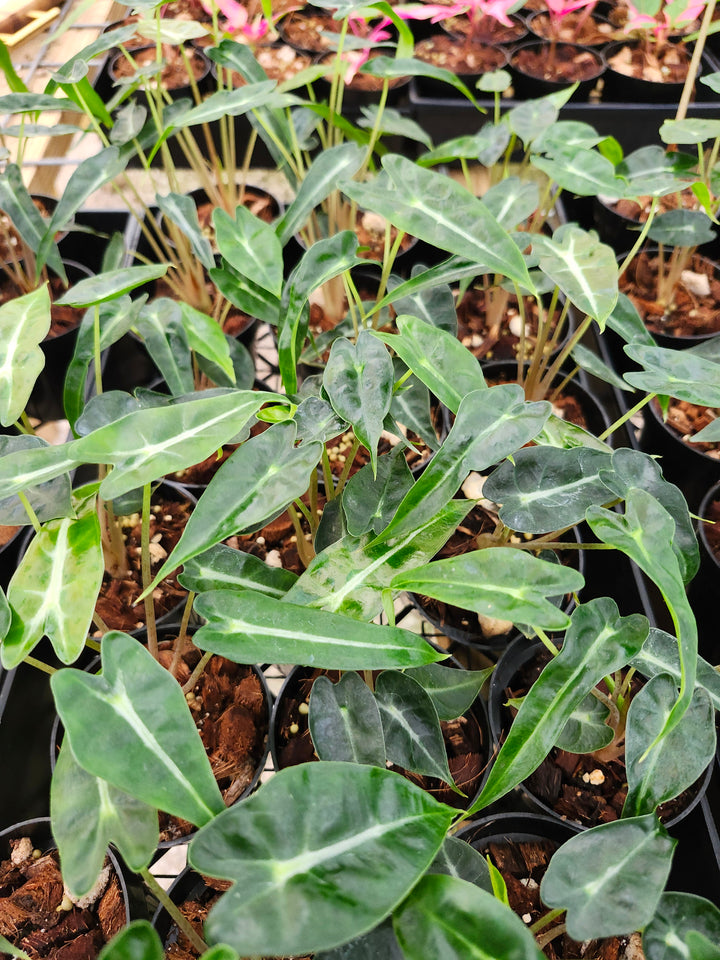 Alocasia Bambino Polly