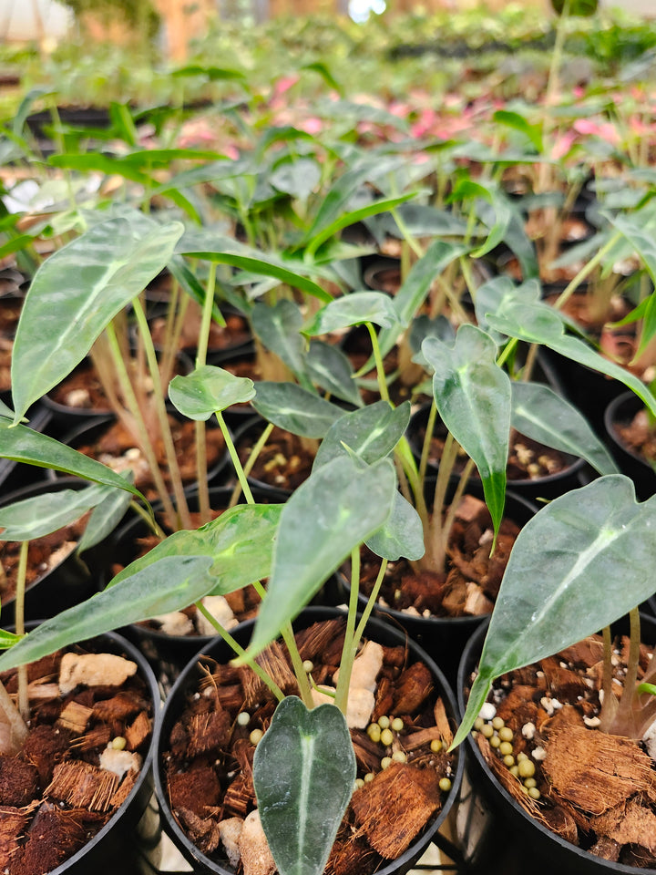 Alocasia Bambino Polly