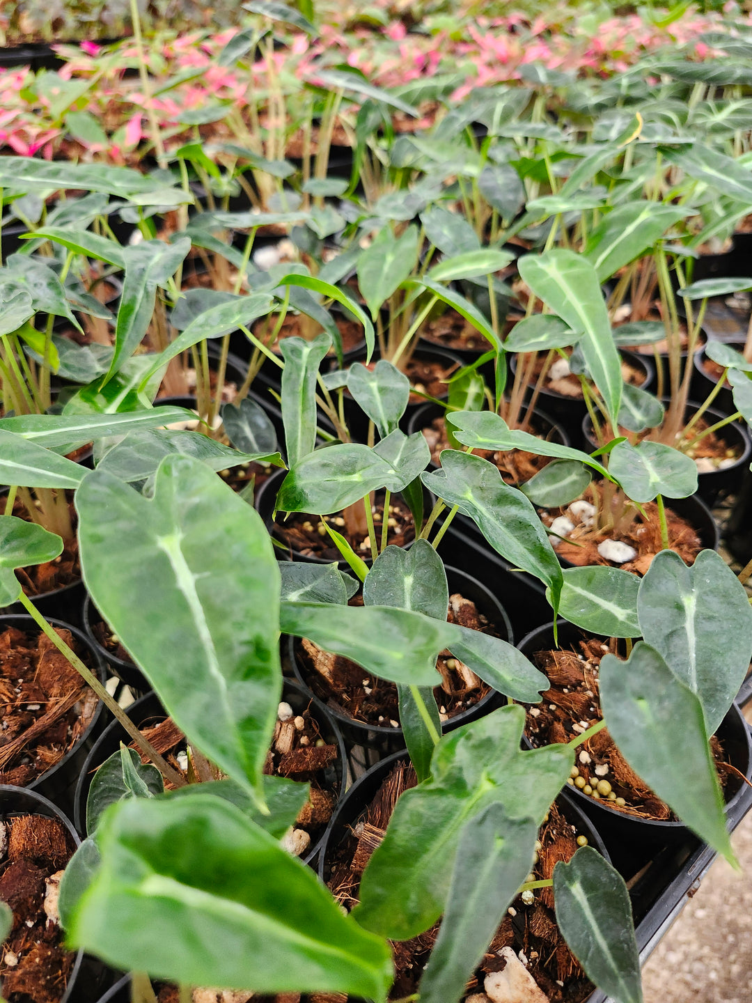 Alocasia Bambino Polly