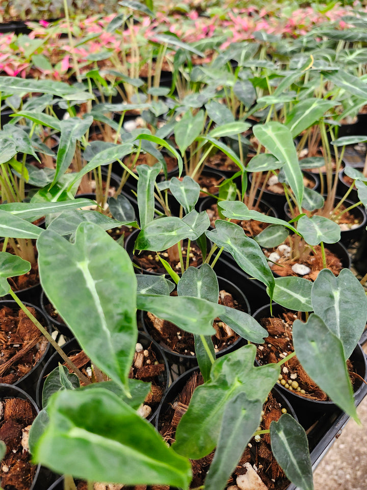 Alocasia Bambino Polly