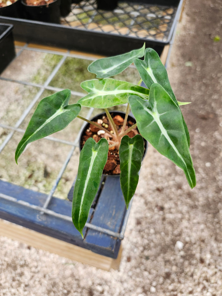 Alocasia Bambino Polly