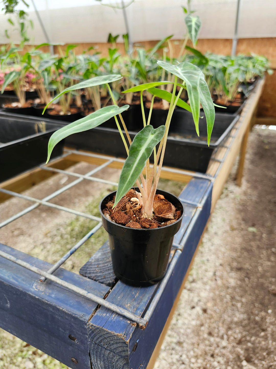 Alocasia Bambino Polly