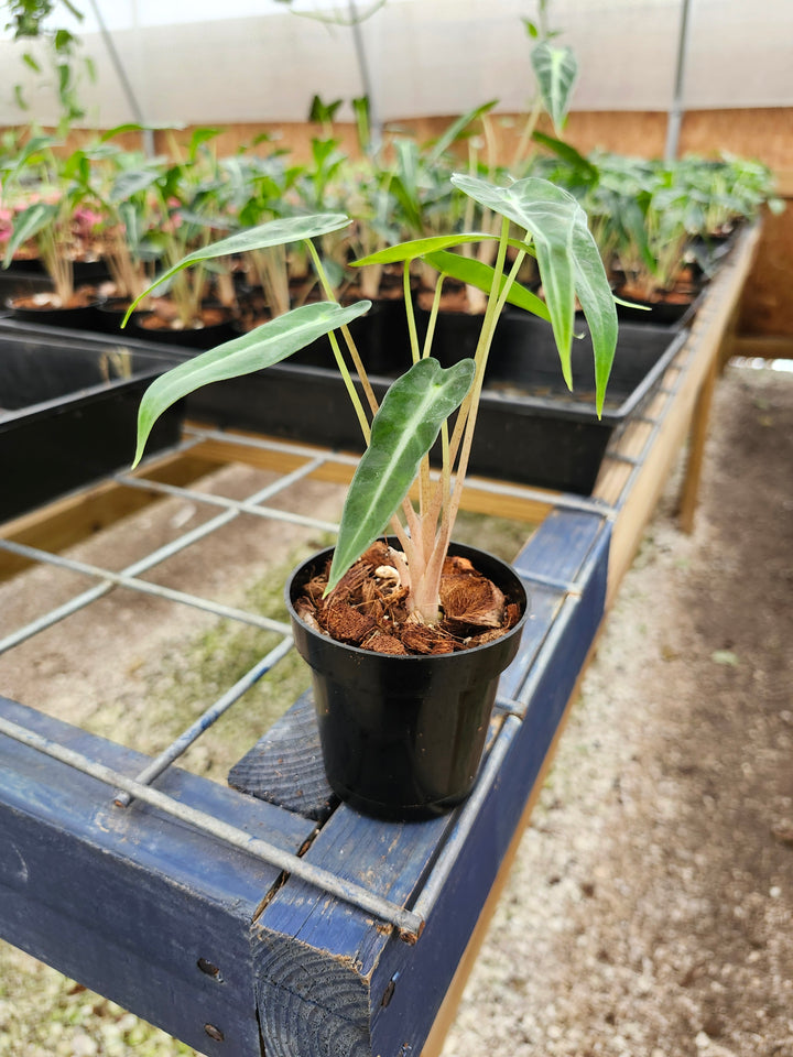 Alocasia Bambino Polly