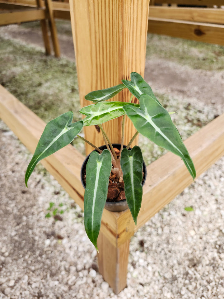 Alocasia Bambino Polly