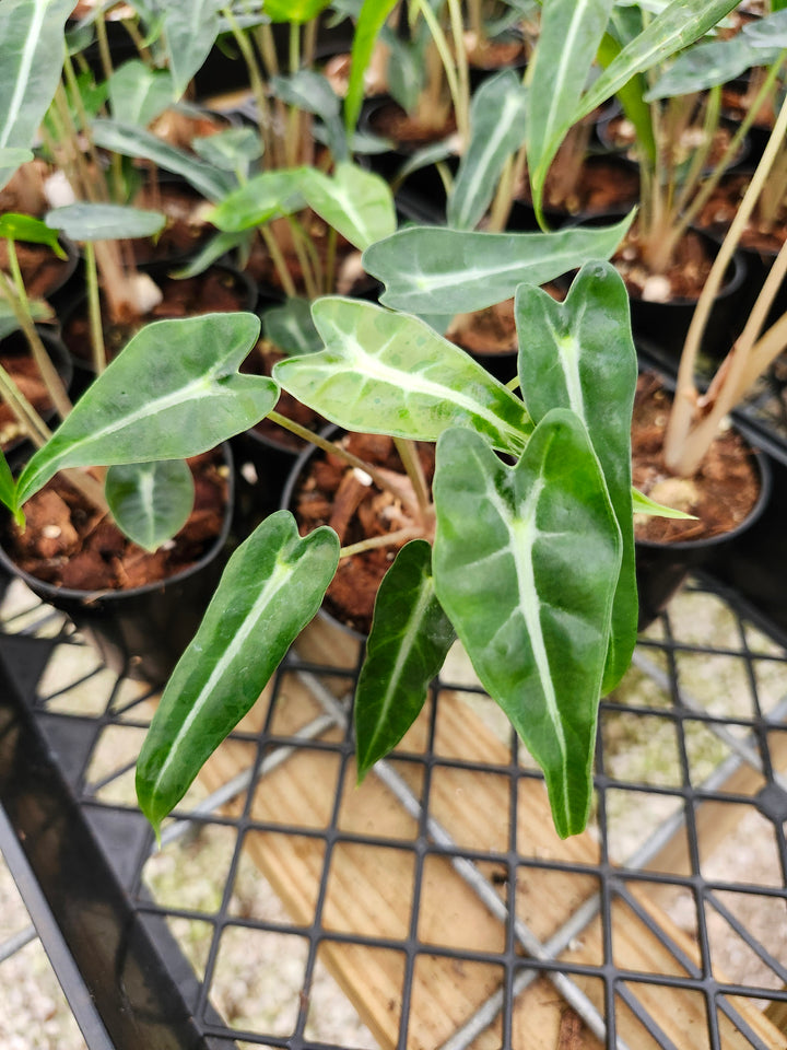 Alocasia Bambino Polly