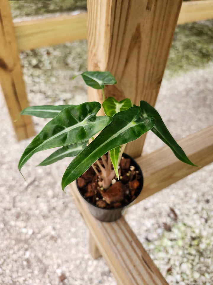 Alocasia Bambino Polly