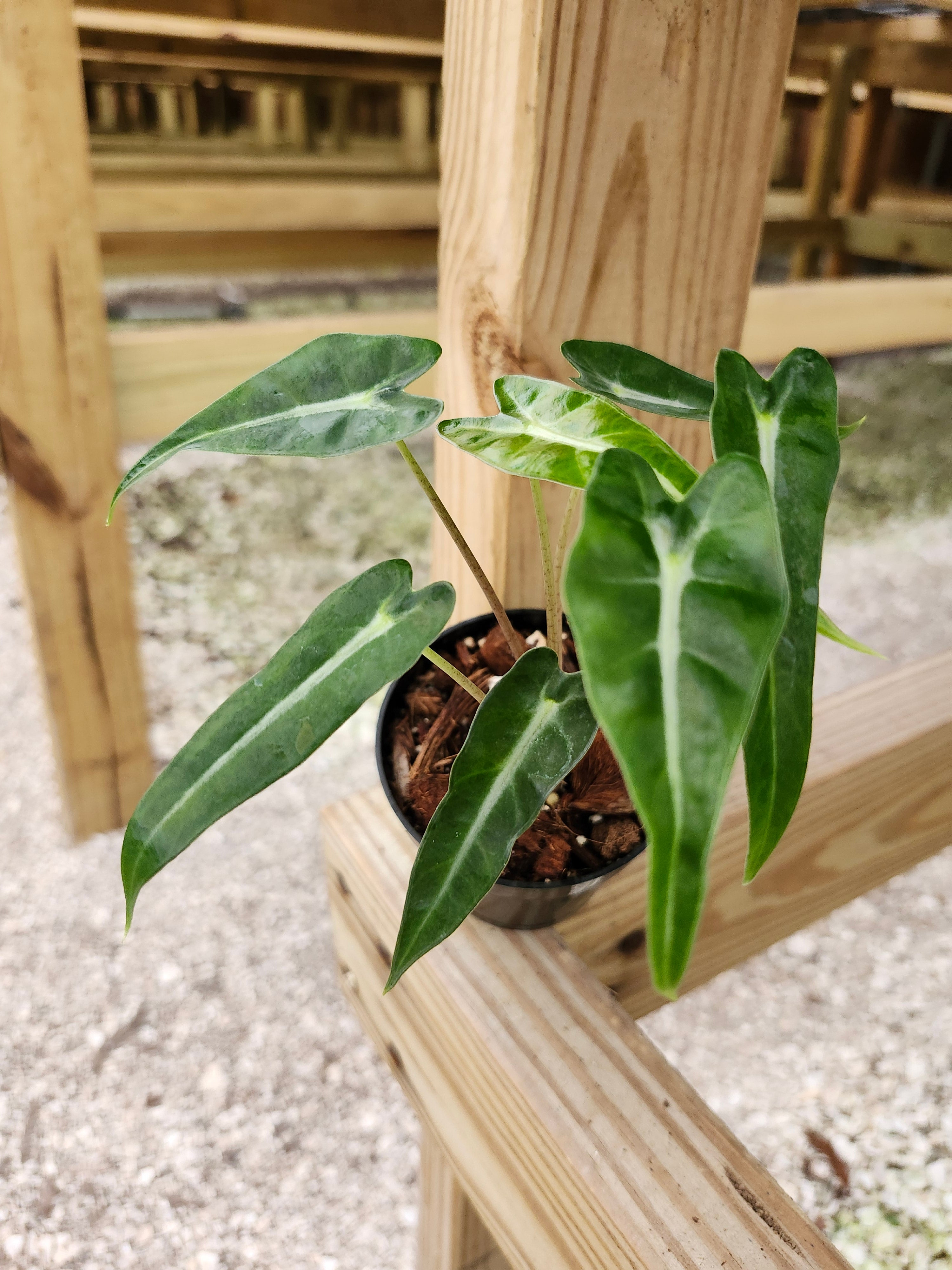 Orange Lake Nursery Alocasia Bambino Polly - Thumbnail 2