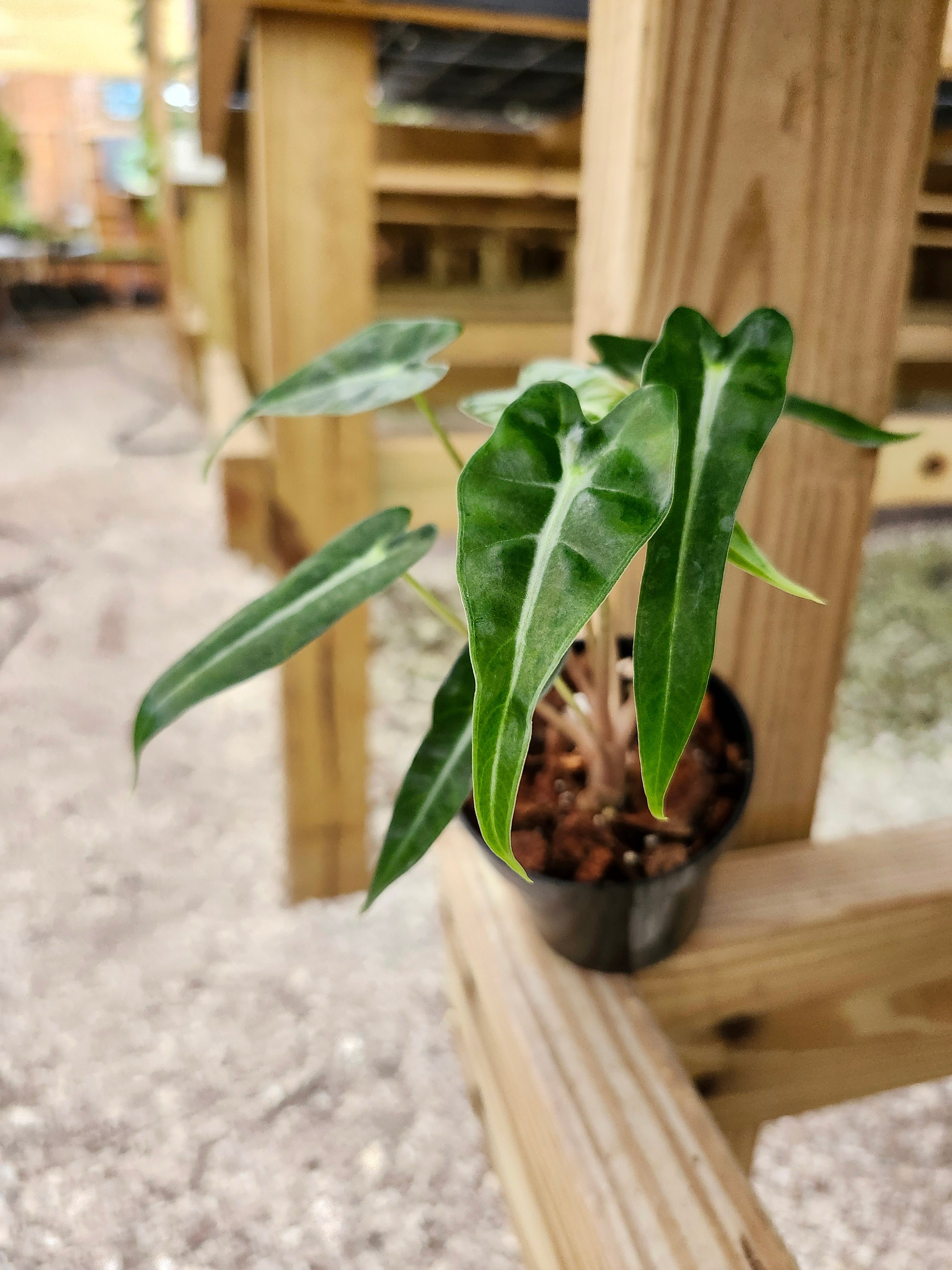 Orange Lake Nursery Alocasia Bambino Polly - Thumbnail 3
