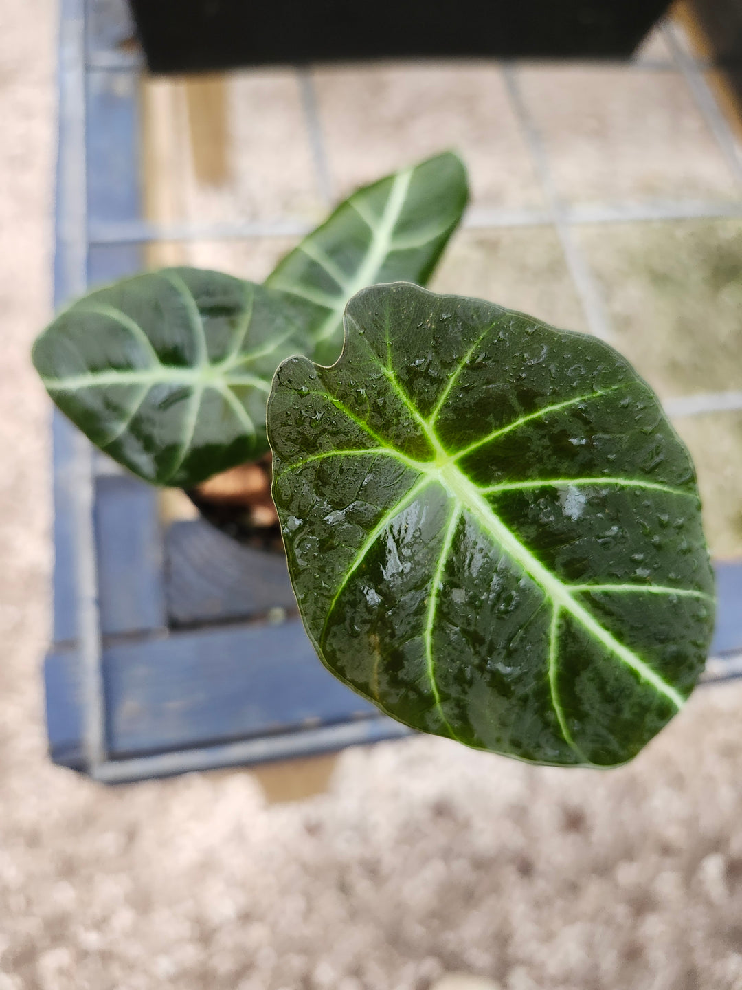 Alocasia Black Velvet