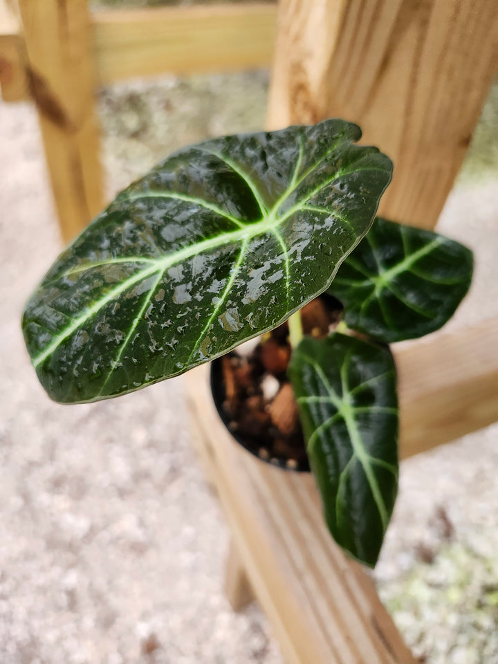 Alocasia Black Velvet