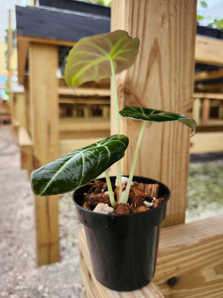 Alocasia Black Velvet